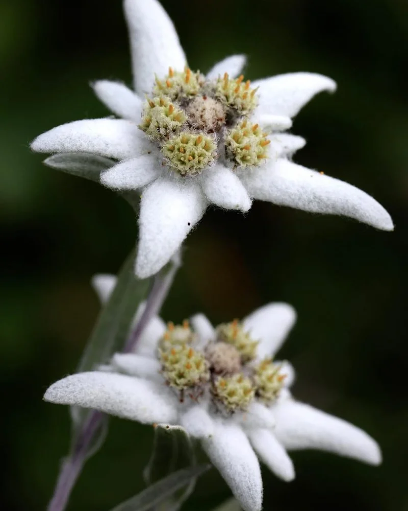 Edelweiss: Its Meaning, the Iconic Song, and the Enduring Spirit Behind the Flower